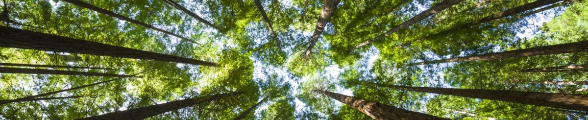 Sky seen from a forest